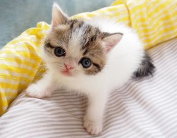 エキゾチックショートヘア【大阪府・男の子・2015年8月5日・ブラウンタビー&ホワイト(ショート)】の写真「パパ猫CFAチャンピオン。」