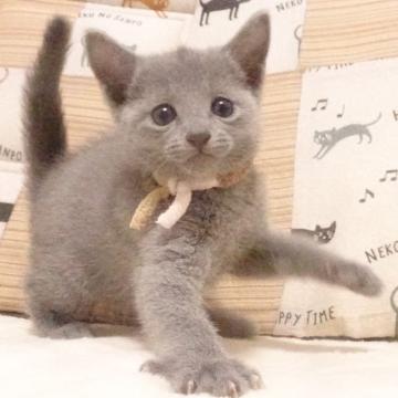 ロシアンブルー【大阪府・男の子・2022年10月8日・ブルー】の写真「パパ猫CFAチャンピオンです」