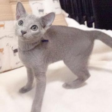 ロシアンブルー【大阪府・男の子・2022年6月17日・ブルー】の写真「パパ猫CFAチャンピオンです」