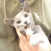 ロシアンブルー【大阪府・男の子・2023年4月21日・ブルー】の写真1