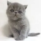 エキゾチックショートヘア【大阪府・男の子・2020年7月20日・ブルー】の写真1