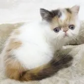 エキゾチックショートヘア【大阪府・女の子・2020年3月30日・ブラウンパッチドタビー&ホワイト】の写真1