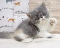 エキゾチックショートヘア【大阪府・女の子・2021年6月20日・ダイリュートキャリコ】の写真1