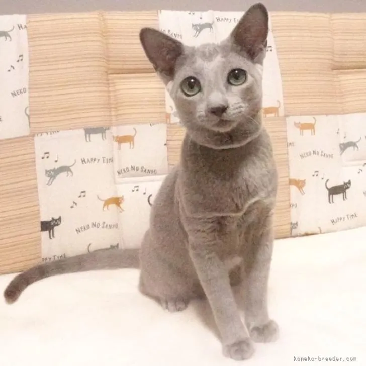 misa 様のお迎えした子猫