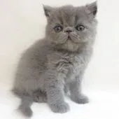 エキゾチックショートヘア【大阪府・男の子・2020年7月20日・ブルー】の写真2