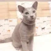 ロシアンブルー【大阪府・男の子・2022年3月27日・ブルー】の写真2