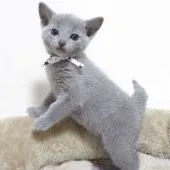 ロシアンブルー【大阪府・男の子・2021年1月20日・ブルー】の写真2