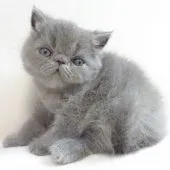 エキゾチックショートヘア【大阪府・男の子・2020年7月20日・ブルー】の写真3