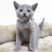 ロシアンブルー【大阪府・男の子・2021年1月20日・ブルー】の写真3