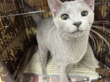 ロシアンブルー【・男の子・2021年10月10日・ブルー】