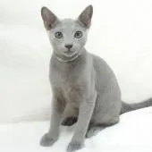 ロシアンブルー【大阪府・男の子・2020年4月26日・ブルー】の写真3