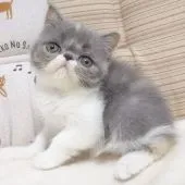 エキゾチックショートヘア【大阪府・女の子・2021年6月20日・ダイリュートキャリコ】の写真4