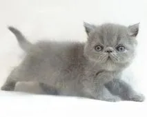 エキゾチックショートヘア【大阪府・男の子・2020年7月20日・ブルー】の写真4