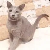 ロシアンブルー【大阪府・男の子・2022年3月27日・ブルー】の写真4