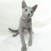 ロシアンブルー【大阪府・男の子・2020年4月26日・ブルー】の写真5