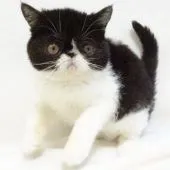 エキゾチックショートヘア【大阪府・女の子・2020年7月25日・ブラック&ホワイト】の写真5