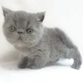 エキゾチックショートヘア【大阪府・男の子・2020年7月20日・ブルー】の写真5