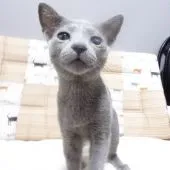 ロシアンブルー【大阪府・男の子・2021年3月1日・ブルー】の写真5