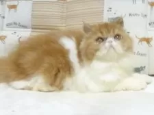 エキゾチックショートヘア【大阪府・女の子・2025年5月3日・レッド&ホワイト】の写真10