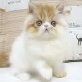 エキゾチックロングヘア【大阪府・女の子・2025年8月24日・レッド&ホワイト】の写真10