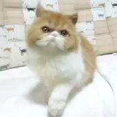 エキゾチックロングヘア【大阪府・女の子・2025年5月3日・レッド&ホワイト】の写真4