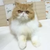 エキゾチックショートヘア【大阪府・女の子・2025年5月3日・レッド&ホワイト】の写真2