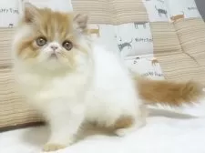 エキゾチックロングヘア【大阪府・女の子・2025年8月24日・レッド&ホワイト】の写真12