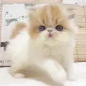 エキゾチックロングヘア【大阪府・女の子・2025年8月24日・レッド&ホワイト】の写真15「生後1ヶ月のころ」