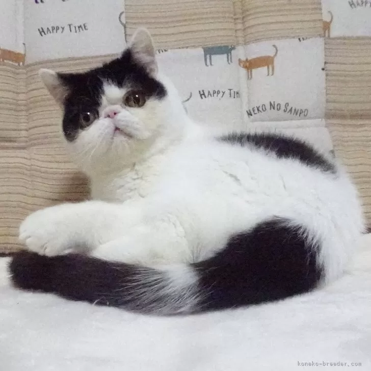 じぃー 様のお迎えした子猫