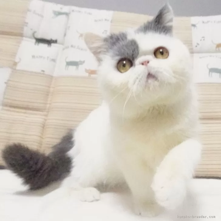 ID:2406-00501の子猫