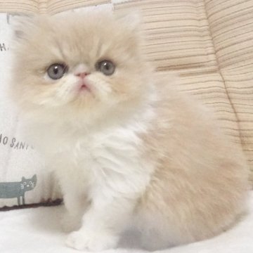 エキゾチックショートヘア【大阪府・女の子・2025年4月14日・クリーム&ホワイト】の写真「パパ猫ＣＦＡチャンピオンです」