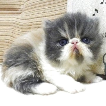 エキゾチックショートヘア【大阪府・女の子・2025年4月14日・ダイリュートキャリコ】の写真「パパ猫ＣＦＡチャンピオンです。」
