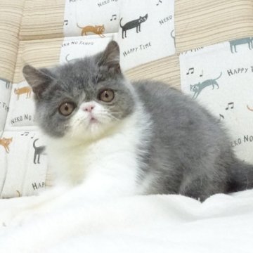 エキゾチックショートヘア【大阪府・男の子・2025年8月24日・ブルー&ホワイト】の写真「パパ猫ＣＦＡチャンピオンです。」