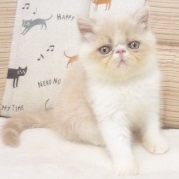 エキゾチックショートヘア【大阪府・女の子・2025年4月26日・クリーム&ホワイト】の写真「パパ猫ＣＦＡチャンピオンです。」
