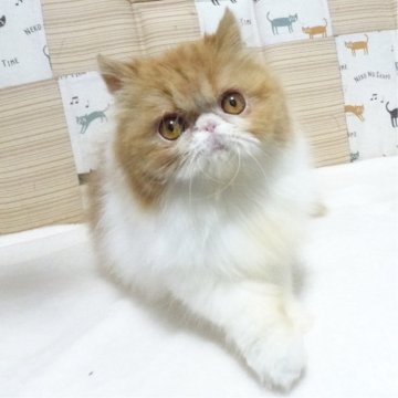 エキゾチックショートヘア【大阪府・女の子・2025年5月3日・レッド&ホワイト】の写真「パパ猫ＣＦＡチャンピオンです」