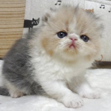 エキゾチックショートヘア【大阪府・女の子・2025年4月14日・ダイリュートキャリコ】の写真「パパ猫ＣＦＡチャンピオンです。」