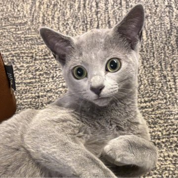 ロシアンブルー【大阪府・男の子・2024年10月10日・ブルー】の写真「パパ猫、CFAチャンピオン。」