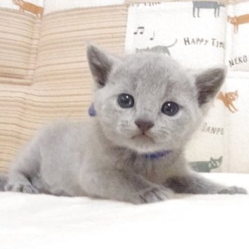 ロシアンブルー【大阪府・男の子・2025年4月22日・ブルー】の写真「パパ猫、CFAチャンピオン。」