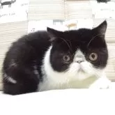 エキゾチックショートヘア