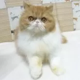 エキゾチックロングヘア