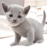 ロシアンブルー【大阪府・女の子・2025年4月20日・ブルー】の写真1