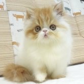 エキゾチックショートヘア