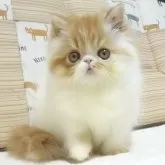 エキゾチックショートヘア