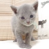 ロシアンブルー