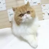 エキゾチックロングヘア