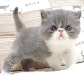 エキゾチックショートヘア