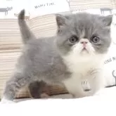 エキゾチックショートヘア