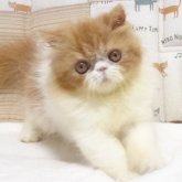 エキゾチックロングヘア
