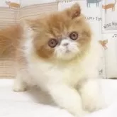 エキゾチックロングヘア