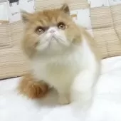 エキゾチックロングヘア【大阪府・女の子・2025年5月3日・レッド&ホワイト】の写真2